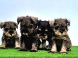 Tek Resmi̇ Üreti̇ci̇si̇nden Mi̇nyatür Schnauzer