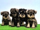 Tek Resmi̇ Üreti̇ci̇si̇nden Mi̇nyatür Schnauzer