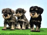 TEK RESMİ ÜRETİCİSİNDEN MİNYATÜR SCHNAUZER