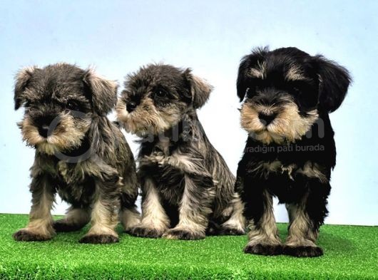 Tek Resmi̇ Üreti̇ci̇si̇nden Mi̇nyatür Schnauzer