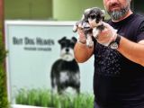 RUHSATLI ÜRETİM ÇİFTLİĞİNDEN MİNYATÜR SCHNAUZER YAVRULAR