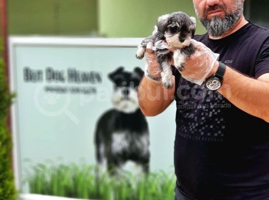 Ruhsatli Üreti̇m Çi̇ftli̇ği̇nden Mi̇nyatür Schnauzer Yavrular