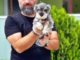 Ruhsatli Üreti̇m Çi̇ftli̇ği̇nden Mi̇nyatür Schnauzer Yavrular