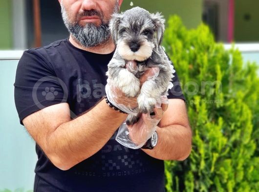 Ruhsatli Üreti̇m Çi̇ftli̇ği̇nden Mi̇nyatür Schnauzer Yavrular görsel