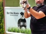 Ruhsatli Üreti̇m Çi̇ftli̇ği̇nden Mi̇nyatür Schnauzer Yavrular