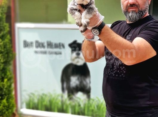 Ruhsatli Üreti̇m Çi̇ftli̇ği̇nden Mi̇nyatür Schnauzer Yavrular görsel