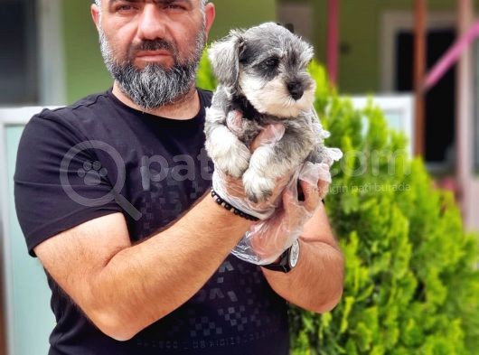 Ruhsatli Üreti̇m Çi̇ftli̇ği̇nden Mi̇nyatür Schnauzer Yavrular görsel