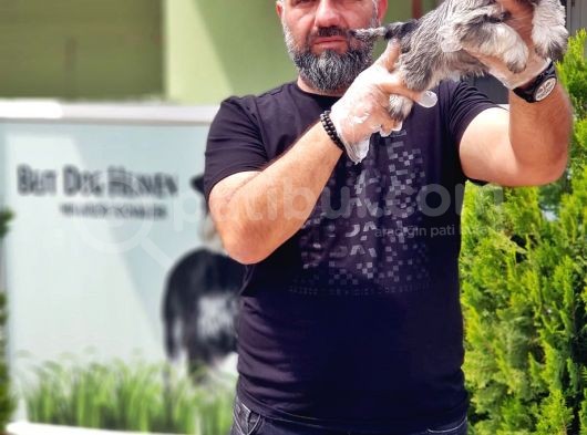 Ruhsatli Üreti̇m Çi̇ftli̇ği̇nden Mi̇nyatür Schnauzer Yavrular görsel