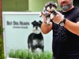 Ruhsatli Üreti̇m Çi̇ftli̇ği̇nden Mi̇nyatür Schnauzer Yavrular