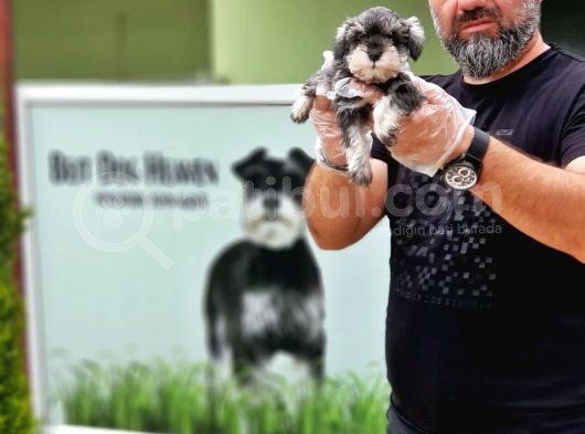 Ruhsatli Üreti̇m Çi̇ftli̇ği̇nden Mi̇nyatür Schnauzer Yavrular görsel