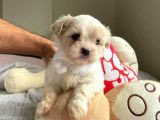 Orji̇nal Maltese Terri̇er