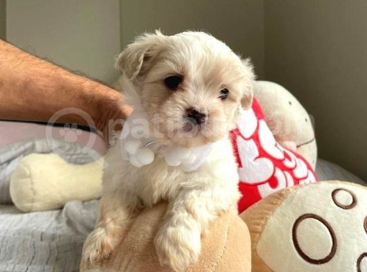 Orji̇nal Maltese Terri̇er görsel