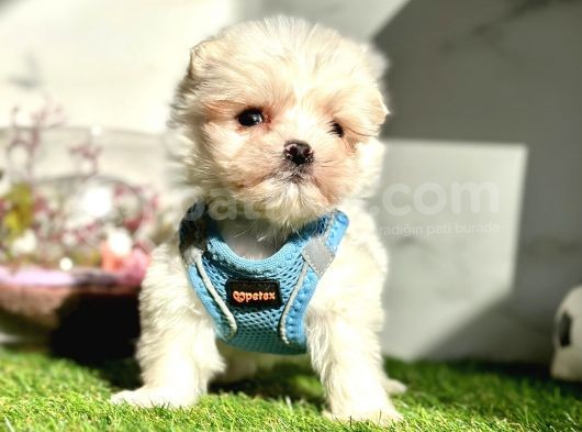 Maltese Mini Sevimli Yavrular görsel