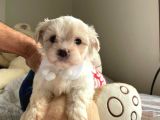 Orji̇nal Maltese Terri̇er