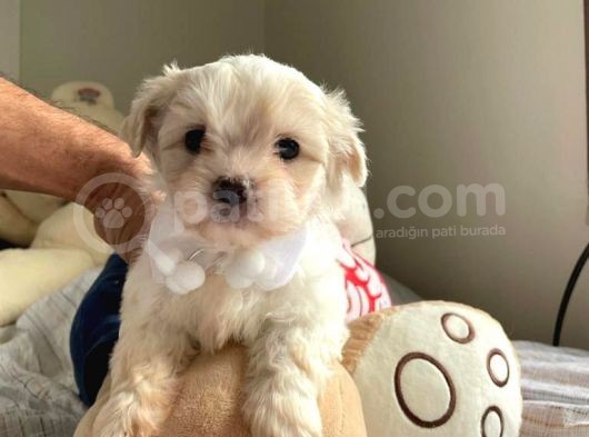 Orji̇nal Maltese Terri̇er görsel