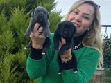 Dev gibi muhteşem cane corso yavrularımız