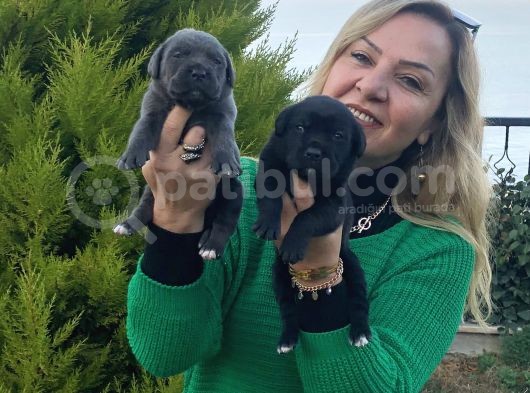 Dev gibi muhteşem cane corso yavrularımız