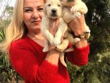 Bebek Yüzlü Küt Burunlu Golden Retriever Yavrularımız