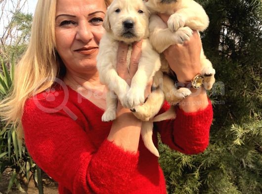 Bebek Yüzlü Küt Burunlu Golden Retriever Yavrularımız görsel