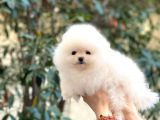 Kusursuz Karbeyaz Teacup Pomerani̇an