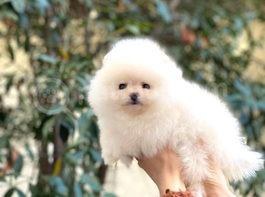 Kusursuz Karbeyaz Teacup Pomerani̇an görsel