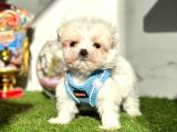 Maltese Mini Sevimli yavrular