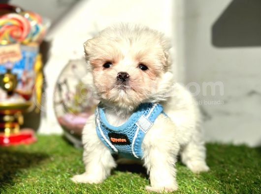 Maltese Mini Sevimli Yavrular
