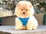 KREM TEDDY BEAR POMERANİAN BOO
