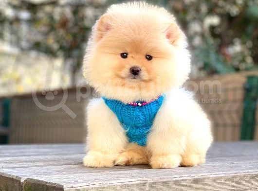 Krem Teddy Bear Pomerani̇an Boo