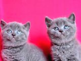 YUVARLAK KAFA GRİ BRITISH SHORTHAIR YAVRUMUZ