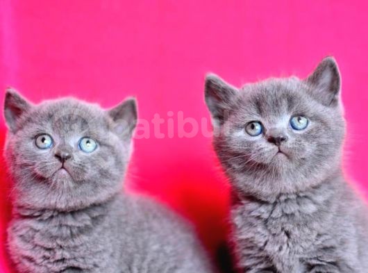 Yuvarlak Kafa Gri̇ British Shorthair Yavrumuz