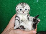 GÜZELLİK ABİDESİ SILVER NS24 SCOTTISH FOLD