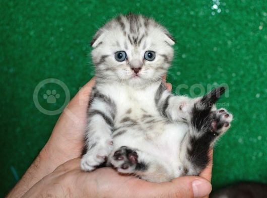 Güzelli̇k Abi̇desi̇ Silver Ns24 Scottish Fold