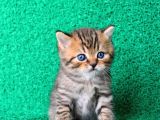 A KALİTE BLACK GOLDEN BRITISH SHORTHAIR YAVRUMUZ