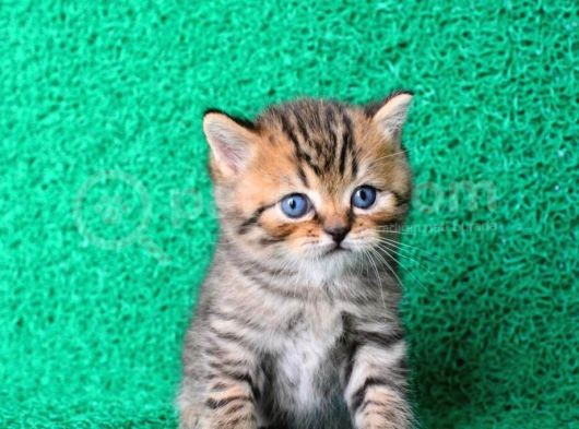 A Kali̇te Black Golden British Shorthair Yavrumuz