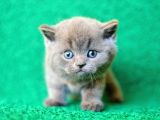 YUSYUVARLAK KAFA GRİ BRITISH SHORTHAIR YAVRUMUZ