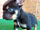 Safkan French Bulldog Black Tan Erkek Yavrumuz