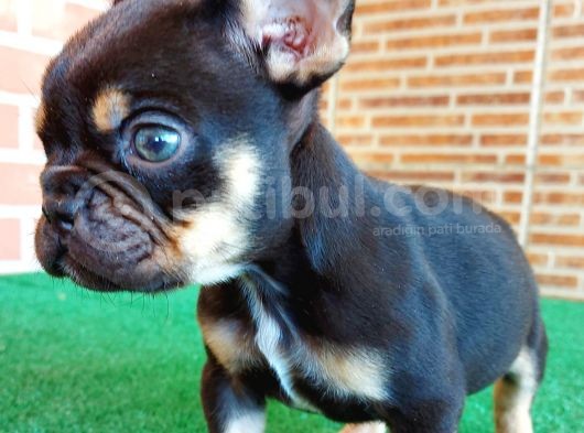 Safkan French Bulldog Black Tan Erkek Yavrumuz