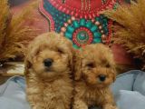 Kore Kani Muhteşem Yüz Hattina Sahi̇p Toy Poodle