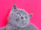 Yuvarlak Kafa Gri̇ British Shorthair Yavrumuz