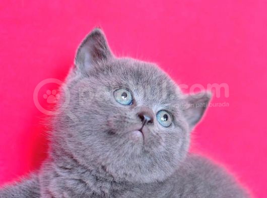 Yuvarlak Kafa Gri̇ British Shorthair Yavrumuz görsel