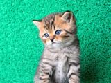 A Kali̇te Black Golden British Shorthair Yavrumuz