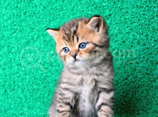 A Kali̇te Black Golden British Shorthair Yavrumuz görsel