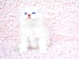 Ayi Surat Ns1133 British Longhair
