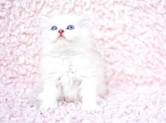 Ayi Surat Ns1133 British Longhair görsel