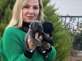 Dev Gibi Muhteşem Cane Corso Yavrularımız