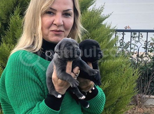 Dev Gibi Muhteşem Cane Corso Yavrularımız görsel