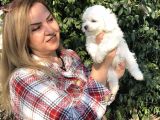 Pamuk Gibi Maltese Terrier Yavrularımız