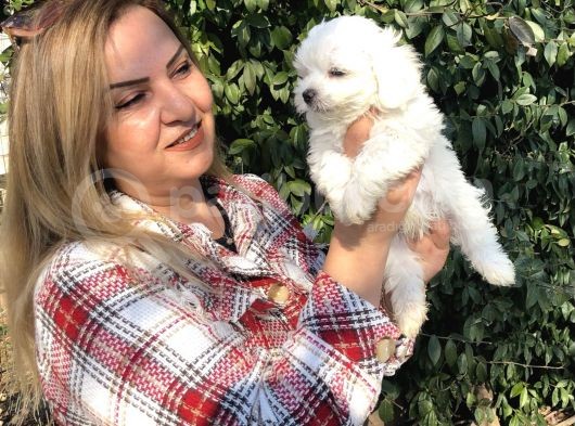 Pamuk Gibi Maltese Terrier Yavrularımız görsel