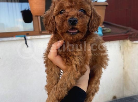 Safkan Poodle Bebeklerimiz